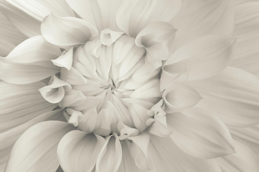 Cream Chrysanthemum Photograph by Lucid Mood