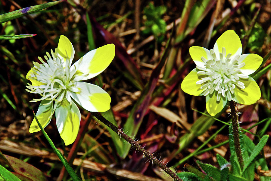 Cream Cups in Point Reyes National Seashore, California  Photograph by Ruth Hager