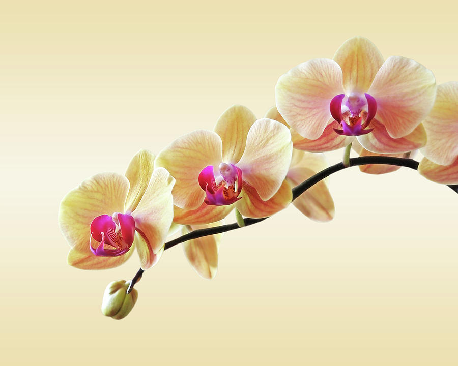Orchid Photograph - Cream Delight by Gill Billington