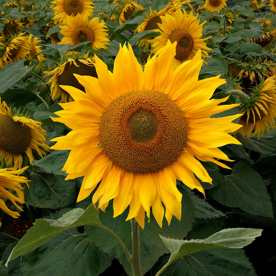 Cream Of The Crop - Sunflower Photograph by Gill Billington
