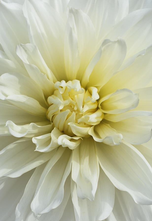 Spring Photograph - Cream by Richard Andrews