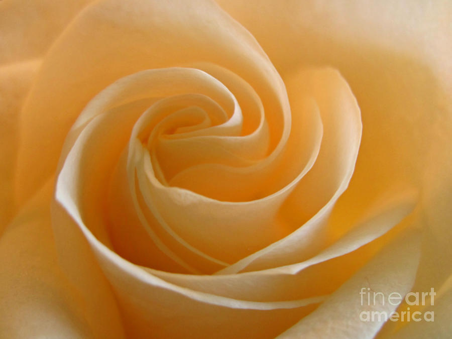 Cream Rose Photograph by Kelly Holm