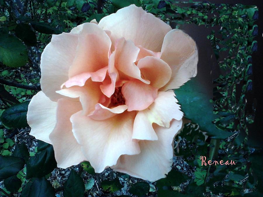 Cream Rose - Brandy Photograph by A L Sadie Reneau