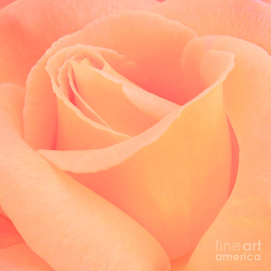 Spring Photograph - Creamsicle  by Beverly Guilliams