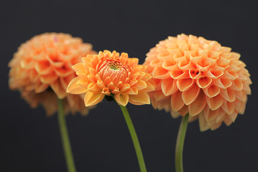 Creamsicle Dahlias Photograph by Tammy Pool