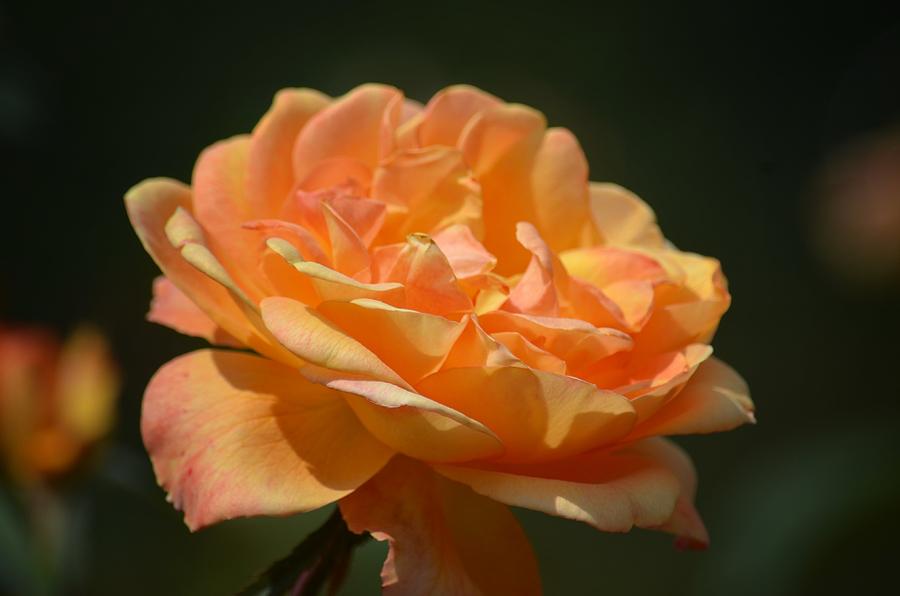 Creamsicle Rose Photograph by Maria Urso