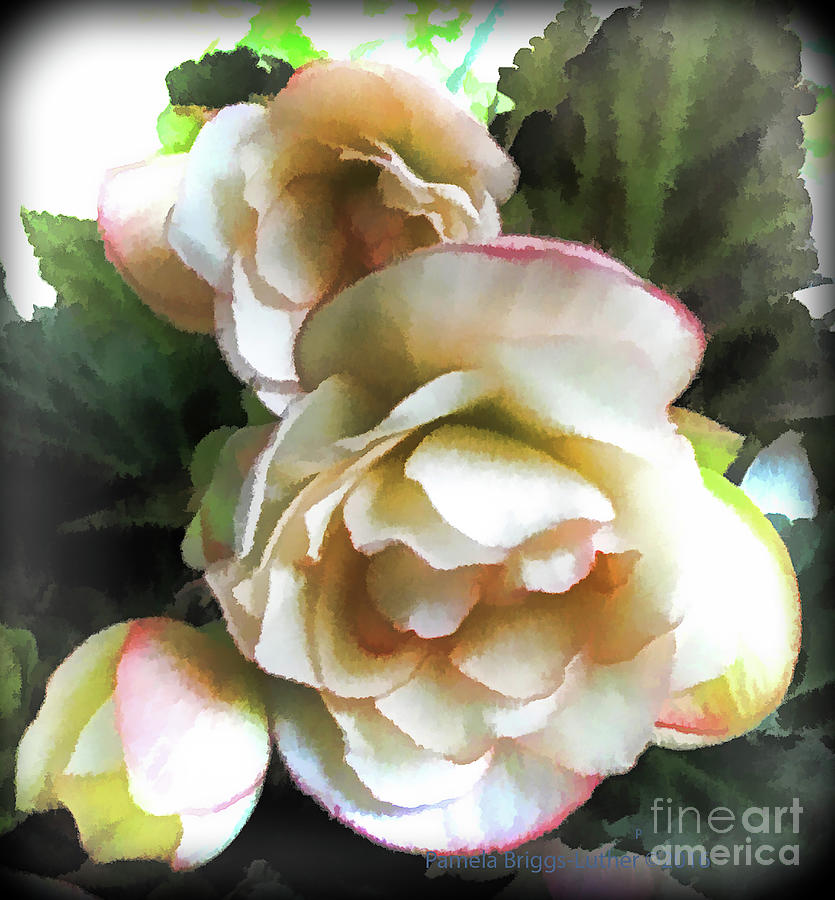 Creamy Begonia - Square Photograph by Luther Fine Art