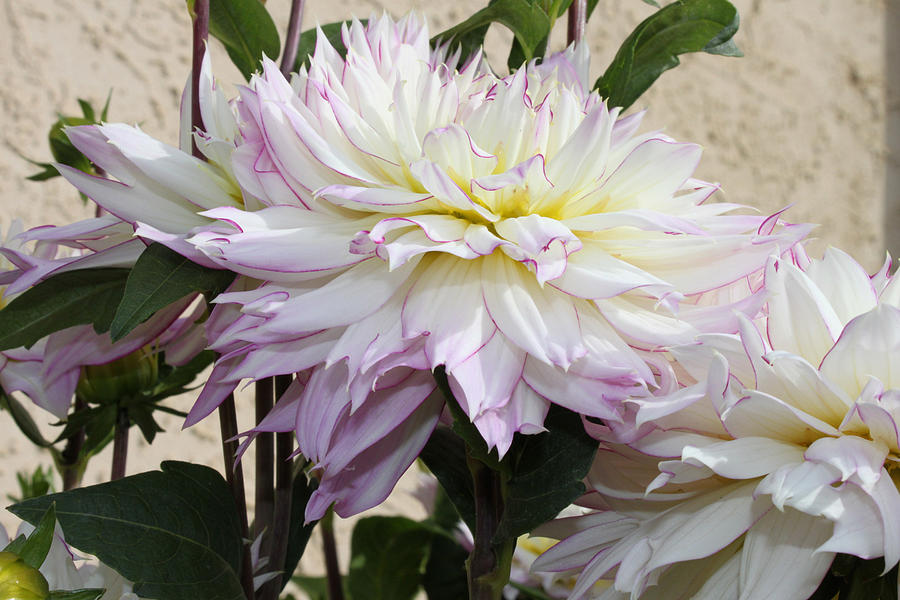 Creamy Dahlias With Lavender Fringed Petals Photograph by Sandra Foster