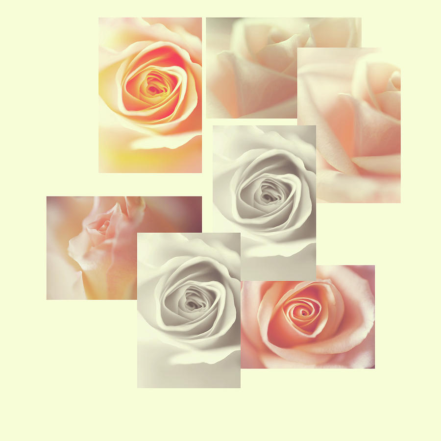 Creamy Dreamy Roses Collage Photograph by Jenny Rainbow