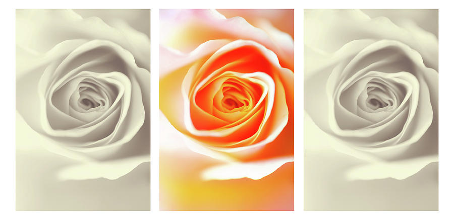 Creamy Dreamy Roses Triptych Photograph by Jenny Rainbow