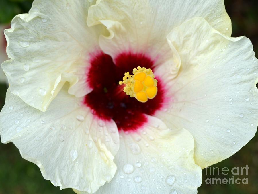 Creamy Hibiscus With Rain Drops Photograph by Mary Deal