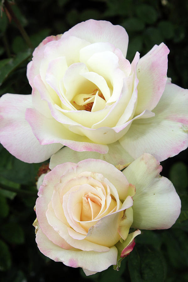 Creamy Roses Photograph by Ellen Tully
