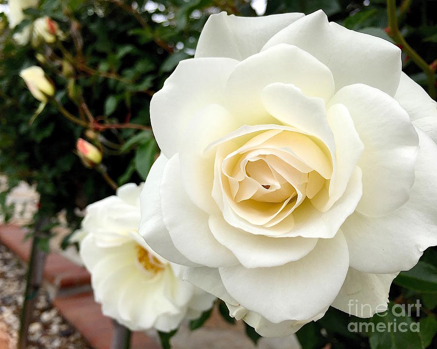 Creamy roses Photograph by Wonju Hulse