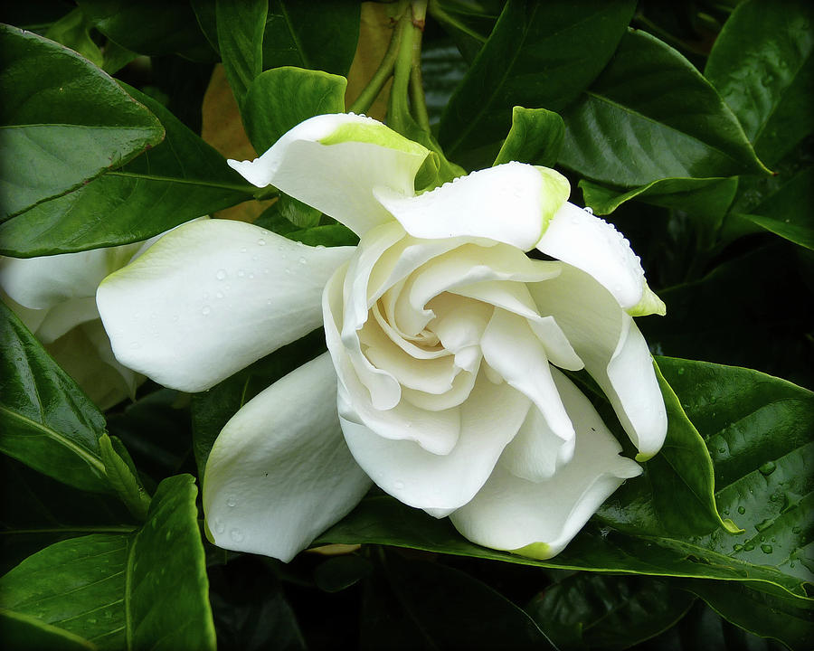 Creamy White Gardenia Photograph by Carla Parris