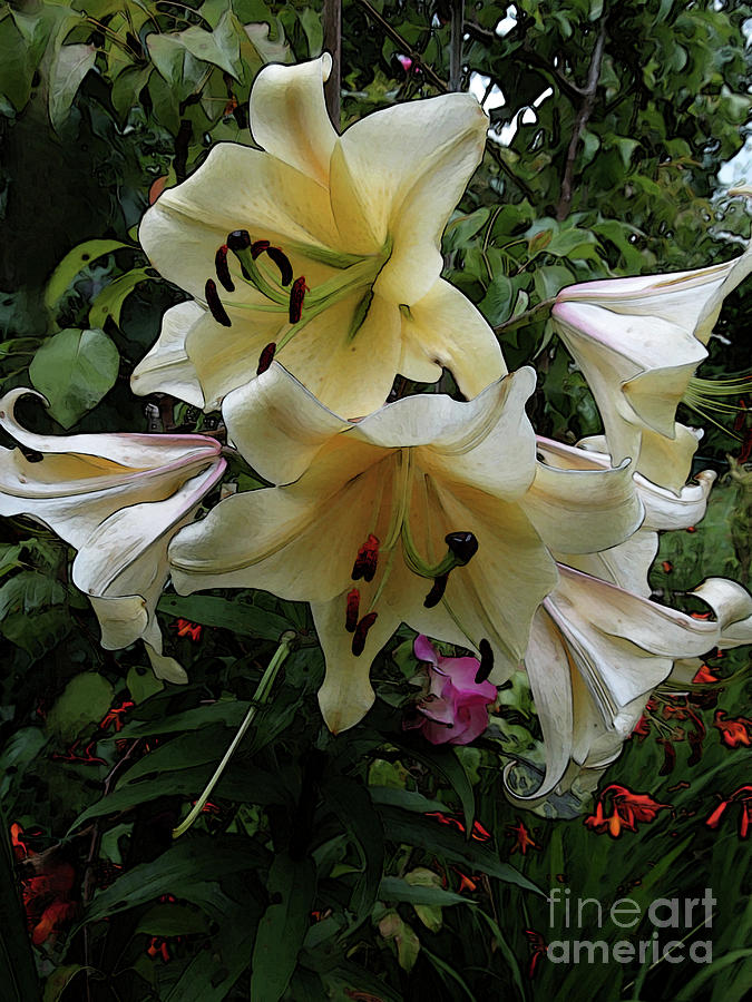 Creamy White Lilies Photograph by Kim Tran
