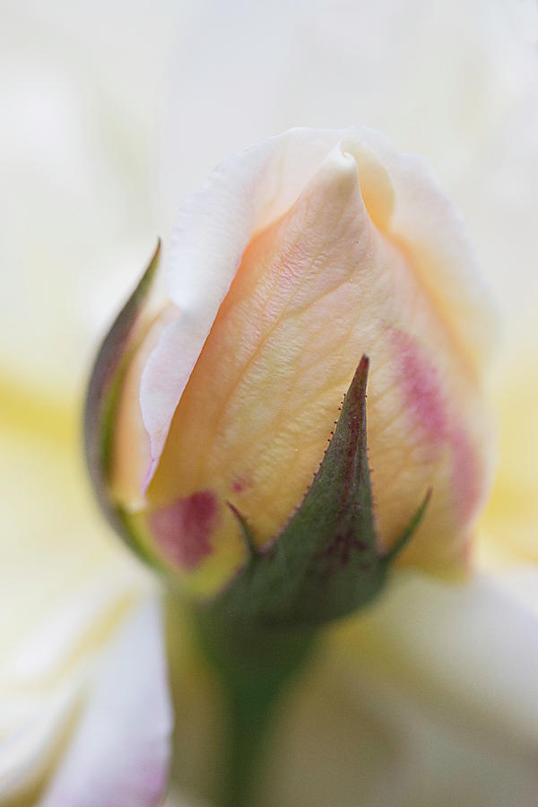 Rose Photograph - Creamy Yellow Rosebud by Cindi Ressler