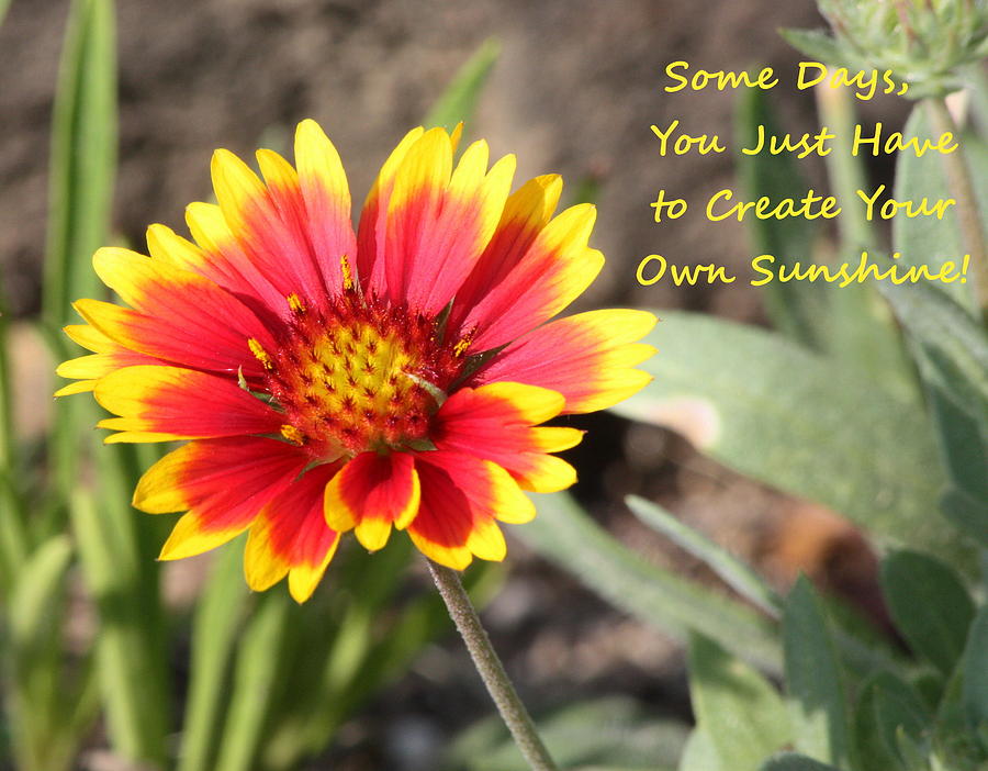 Create Your Own Sunshine Photograph by Sheila Brown