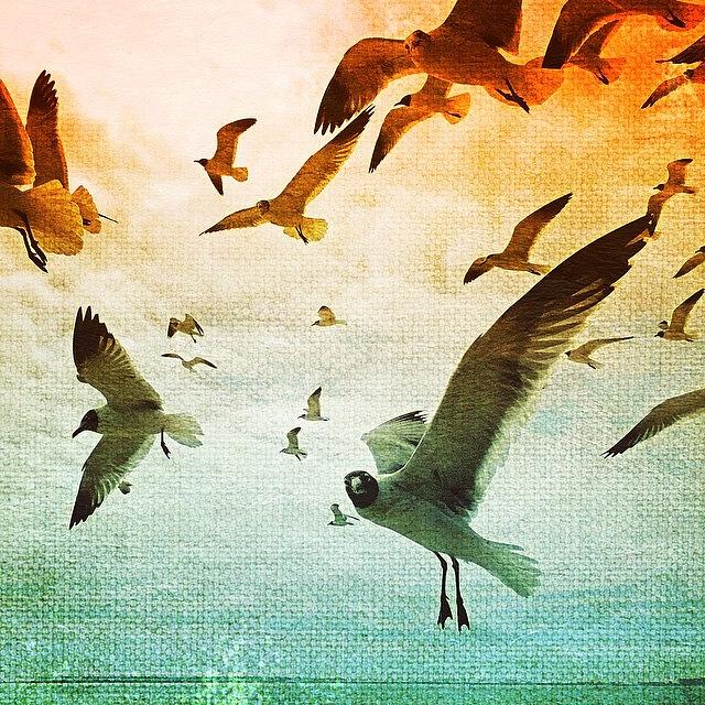 Bird Photograph - Created With #distressedfx  #birds #fly by Joan McCool