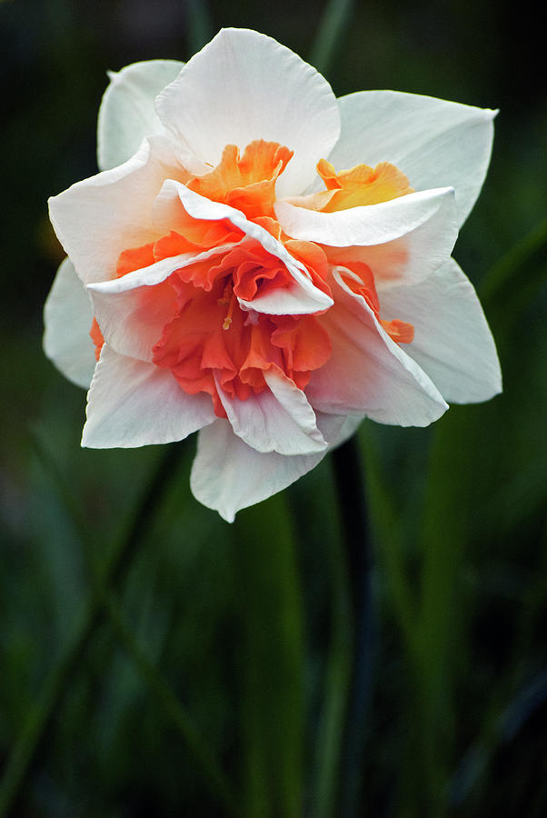 Creative Daffodil Photograph by Elsa Santoro