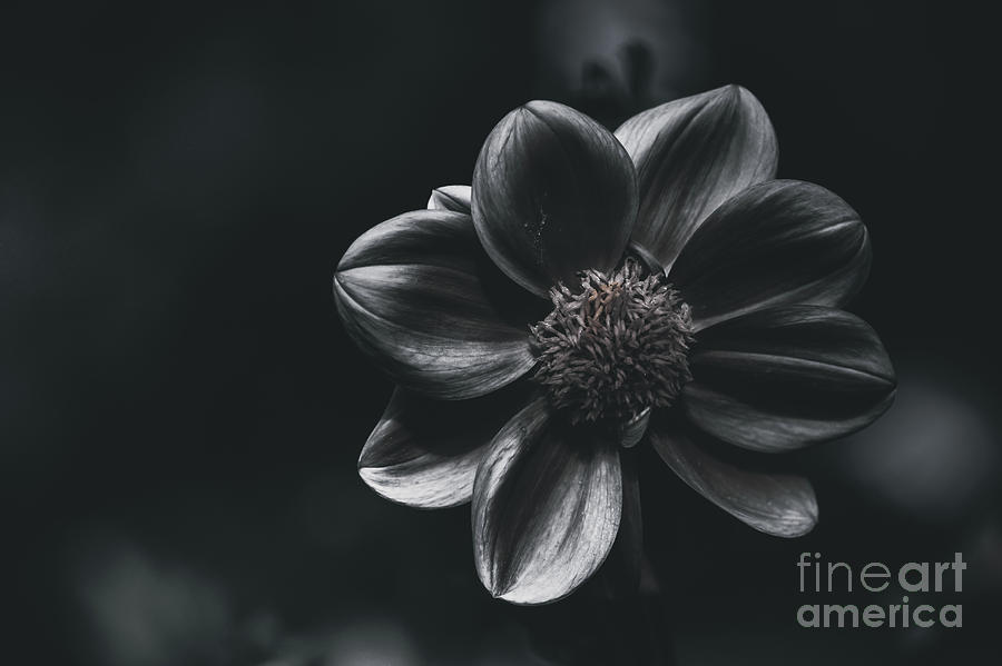 Creative fine art flower. The black dahlia Photograph by Jorgo Photography