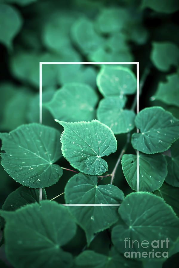 Creative foliage layout with thin white frame. Photograph by Michal Bednarek
