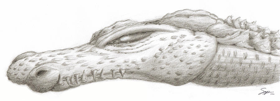 Alligator Drawing - Creature Eyes -2 by Steven Powers SMP