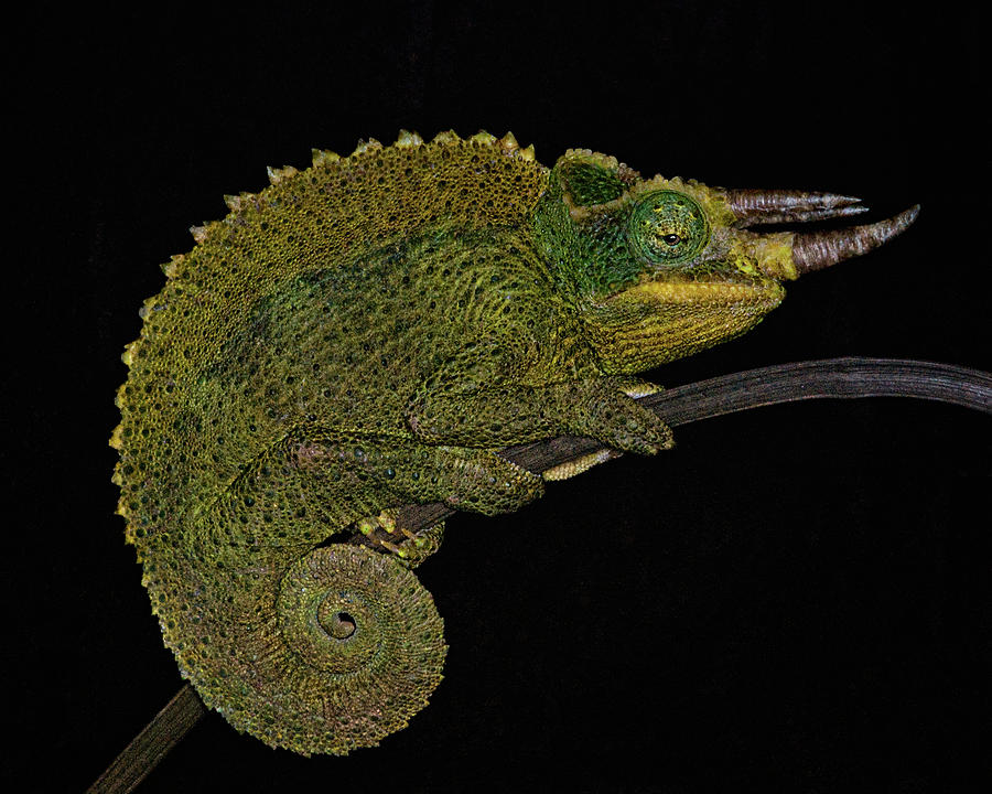 Creature Features - Jacksons Chameleon Photograph by Mitch Spence