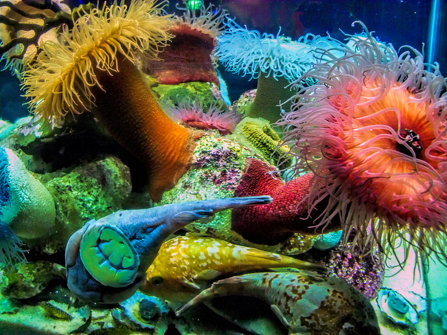 Creatures of the Aquarium Photograph by Lynn Bolt