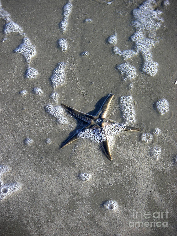 Creatures Of The Gulf - A Fallen Star Photograph by Lucyna A M Green