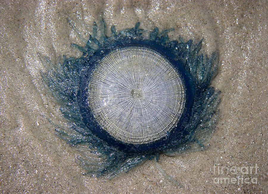 Nature Photograph - Creatures Of The Gulf - In With The Tide by Lucyna A M Green Nature Photograph - Creatures Of The Gulf - In With The Tide by Lucyna A M Green