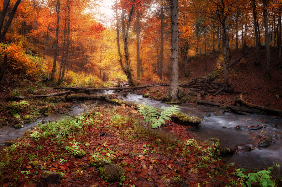 Creek at autumn forest Photograph by Nickolay Khoroshkov - Fine Art America