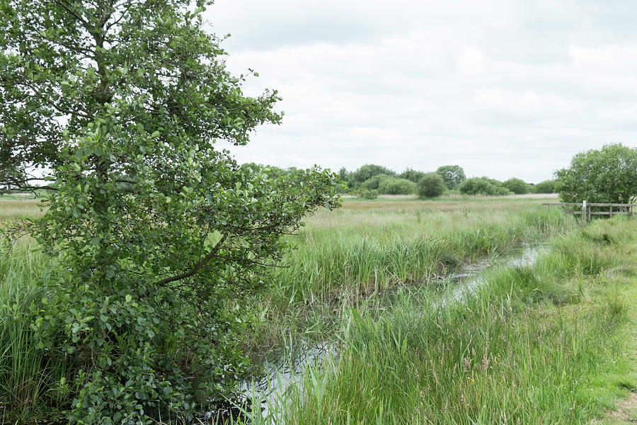 Creek at Strumpshaw Fen by Dawn Cavalieri Creek at Strumpshaw Fen by Dawn Cavalieri