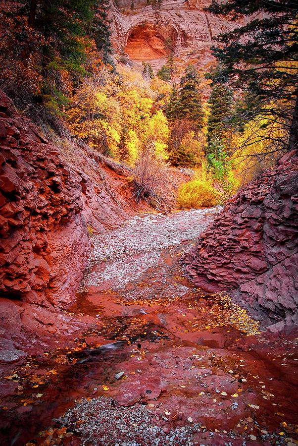 Southwest Photograph - Creek Bed, Taylor Creek, Zion National Park by Zayne Diamond Photographic Southwest Photograph - Creek Bed, Taylor Creek, Zion National Park by Zayne Diamond Photographic
