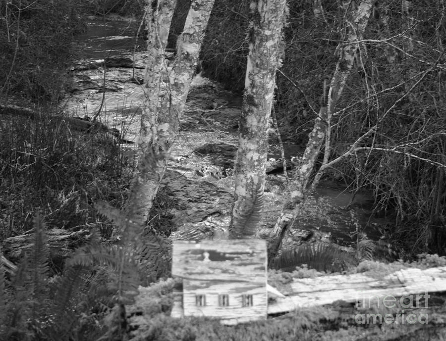 Creek behind the little house Photograph by Marie Neder