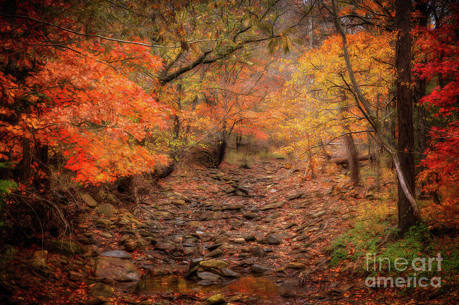 Creek bottom Color by Larry McMahon Creek bottom Color by Larry McMahon