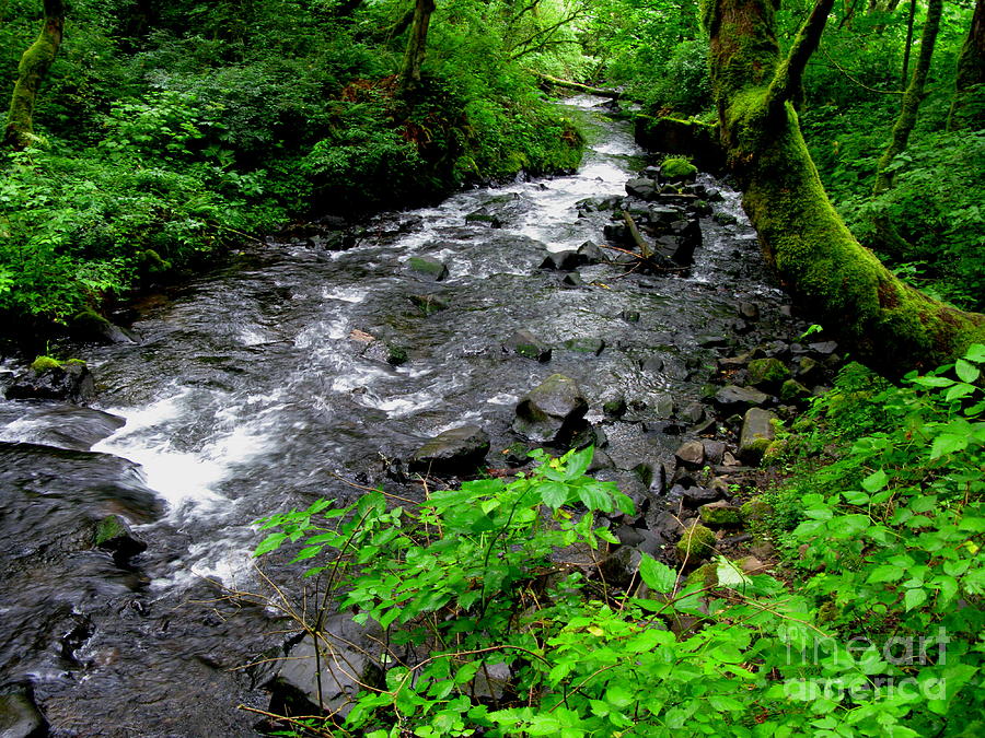 Creek Flow Photograph by PJ Cloud - Pixels