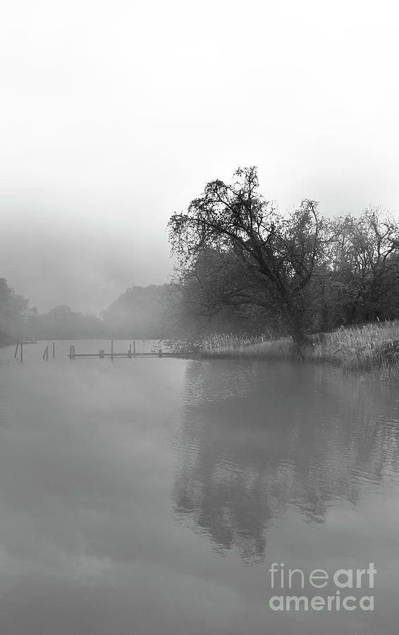 Creek Fog Photograph by Skip Willits