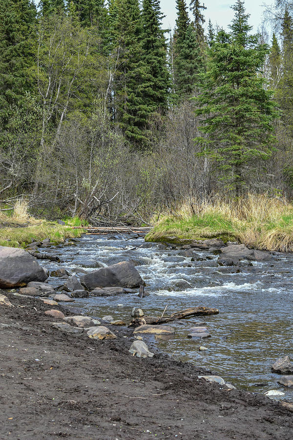 Бегония alaska creek фото