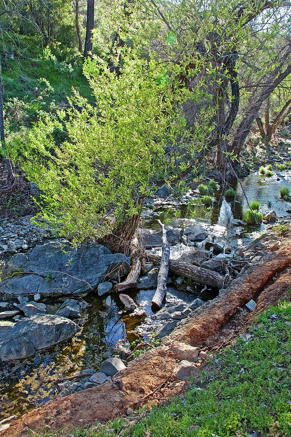 Creek in Mariposa, California  Photograph by Ruth Hager