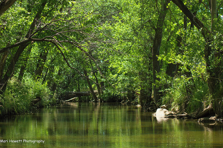 Creek In Summer Photograph by Mari Hewett - Fine Art America