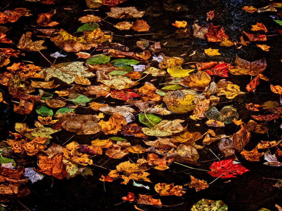 Creek Leaves Photograph by Kathi Isserman