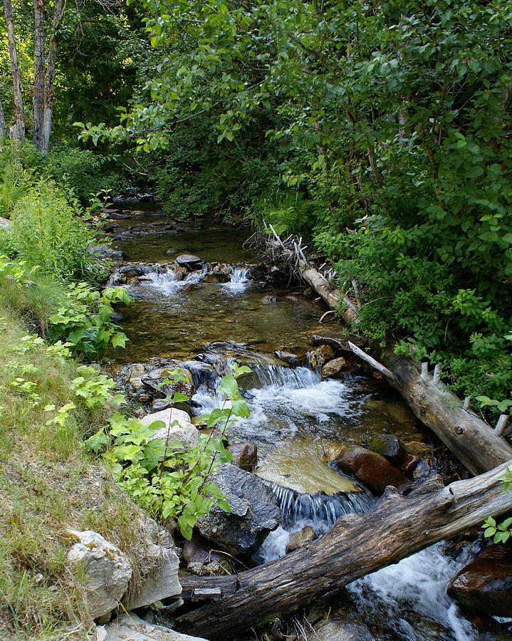 Creek on Mt. Spokane 1 Photograph by Ben Upham III