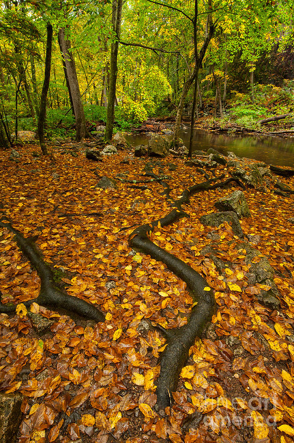 Creek Roots - Autumn Woodlands Photograph by JG Coleman