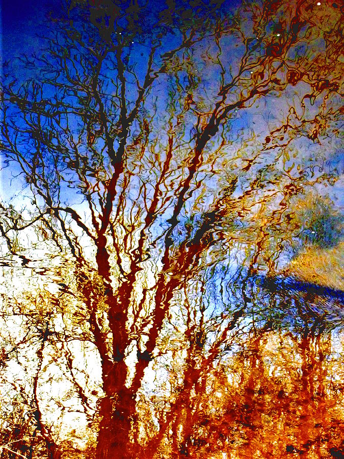 Creek Shadow 2982 - Happy Tree Photograph by Jacob Folger
