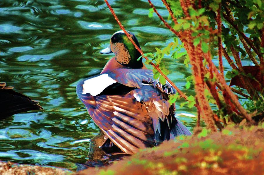 Duck Photograph - Creek Side by Helen Carson