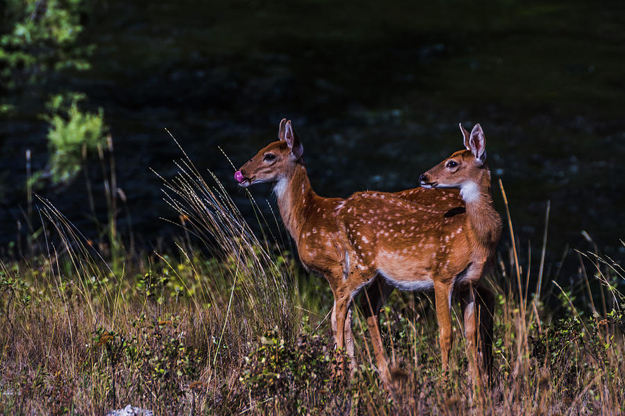 Nature Photograph - Creek side Twins by Tory Stephens
