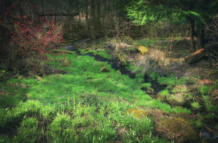 Creek - Spring at Retzer Nature Center Photograph by Jennifer Rondinelli Reilly - Fine Art Photography