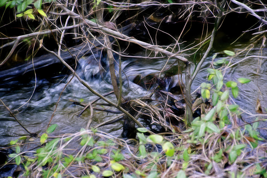 Creek Water Photograph