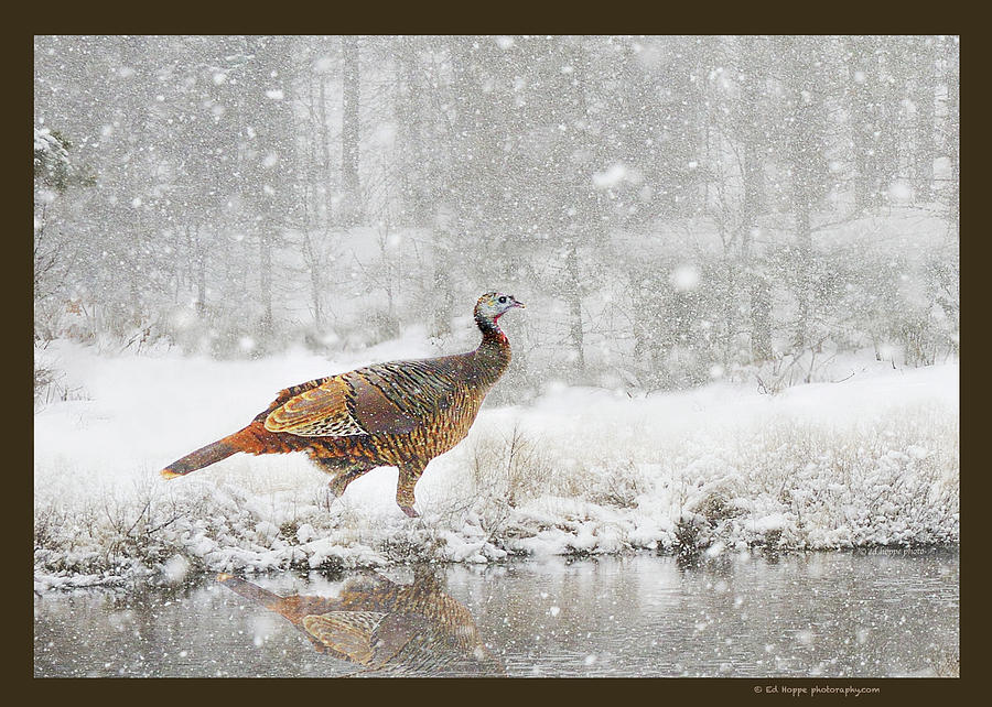 Turkey Photograph - Creek Winter Turkey Zz  by Ed Hoppe