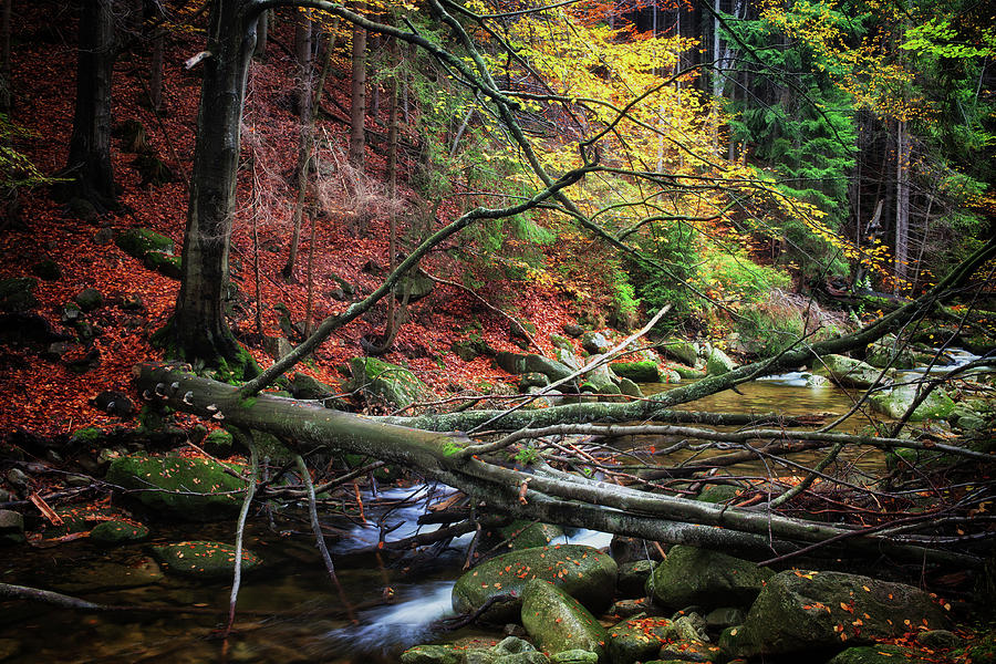 Creek With Fallen Tree in Autumn Forest Photograph by Artur Bogacki